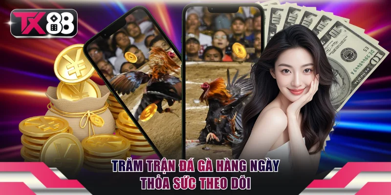 Đá Gà TX88 - Trực Tiếp Kê Trường, Dễ Dàng Theo Dõi Và Đặt Cược 2 Trăm trận đá gà hàng ngày thỏa sức theo dõi